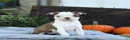 Boston Terrier dogs for sale: Koala - Ad 6