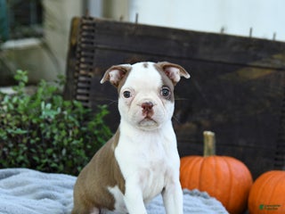 Boston Terrier dogs - Ad 11