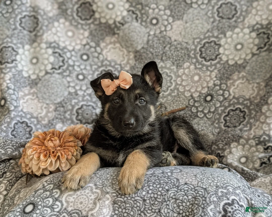 Mixed Breed dogs for sale: Brandy - Ad 5