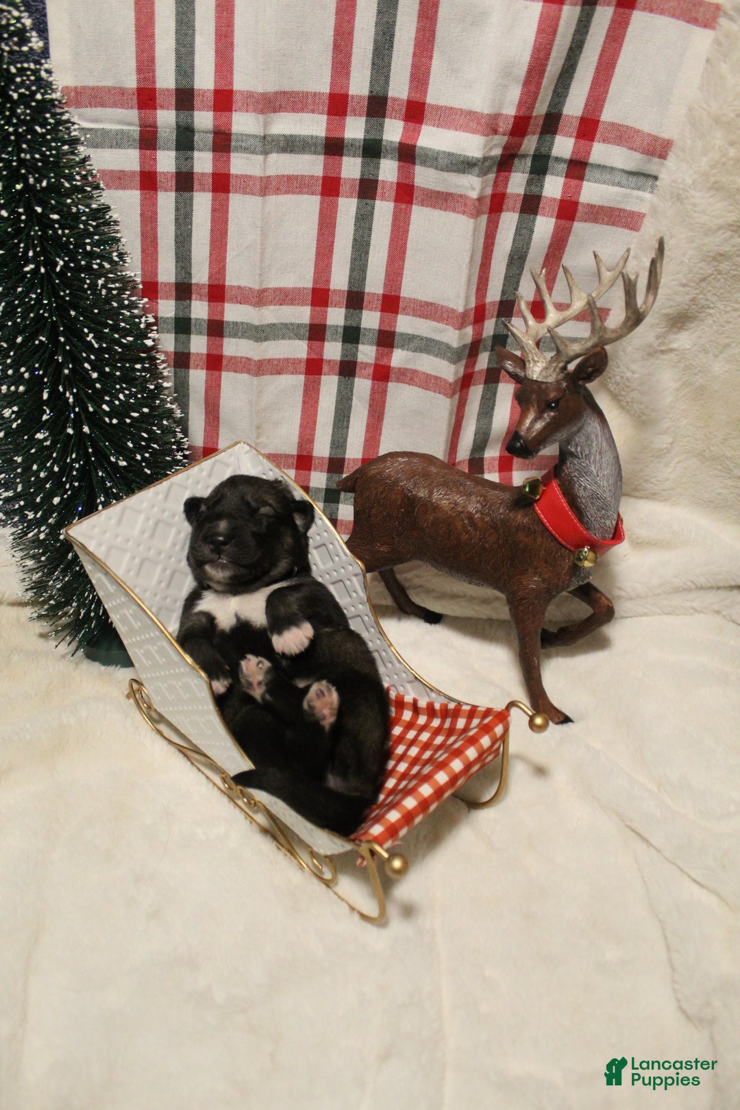 Gerberian Shepsky dogs for sale: 6 Red - Ad 2