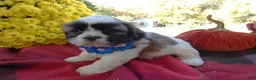 Shih Tzu dogs for sale: Shih Tzu 7 Kara - Ad 1