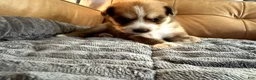 Mixed Breed dogs for sale: Big Blue - Boy - Ad 4
