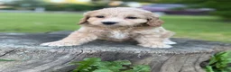 Cockapoo dogs for sale: Nova  - Ad 1