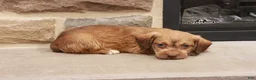 Jackapoo dogs for sale: Jandon - Ad 3