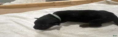German Shepherd Puppy 7