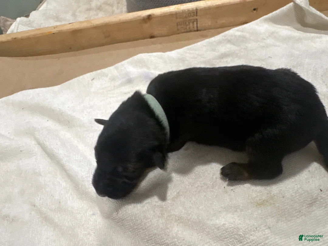 German Shepherd dogs for sale: German Shepherd Puppy 7 - Ad 1