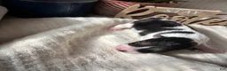 Wire Fox Terrier dogs for sale: Wire Fox Terrier 6 - Ad 2