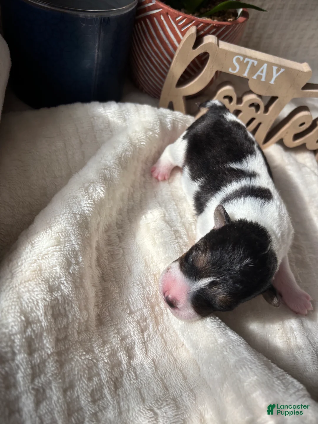 Wire Fox Terrier dogs for sale: Wire Fox Terrier 6 - Ad 2