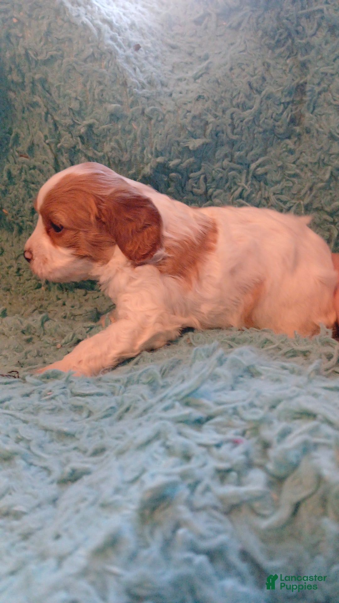 Cavapoo dogs for sale: Teddy Jr.  - Ad 11