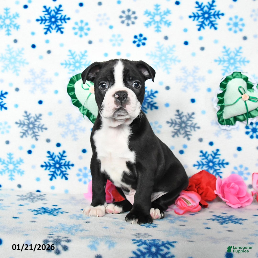 Boston Terrier dogs for sale: Cowboy - Ad 2