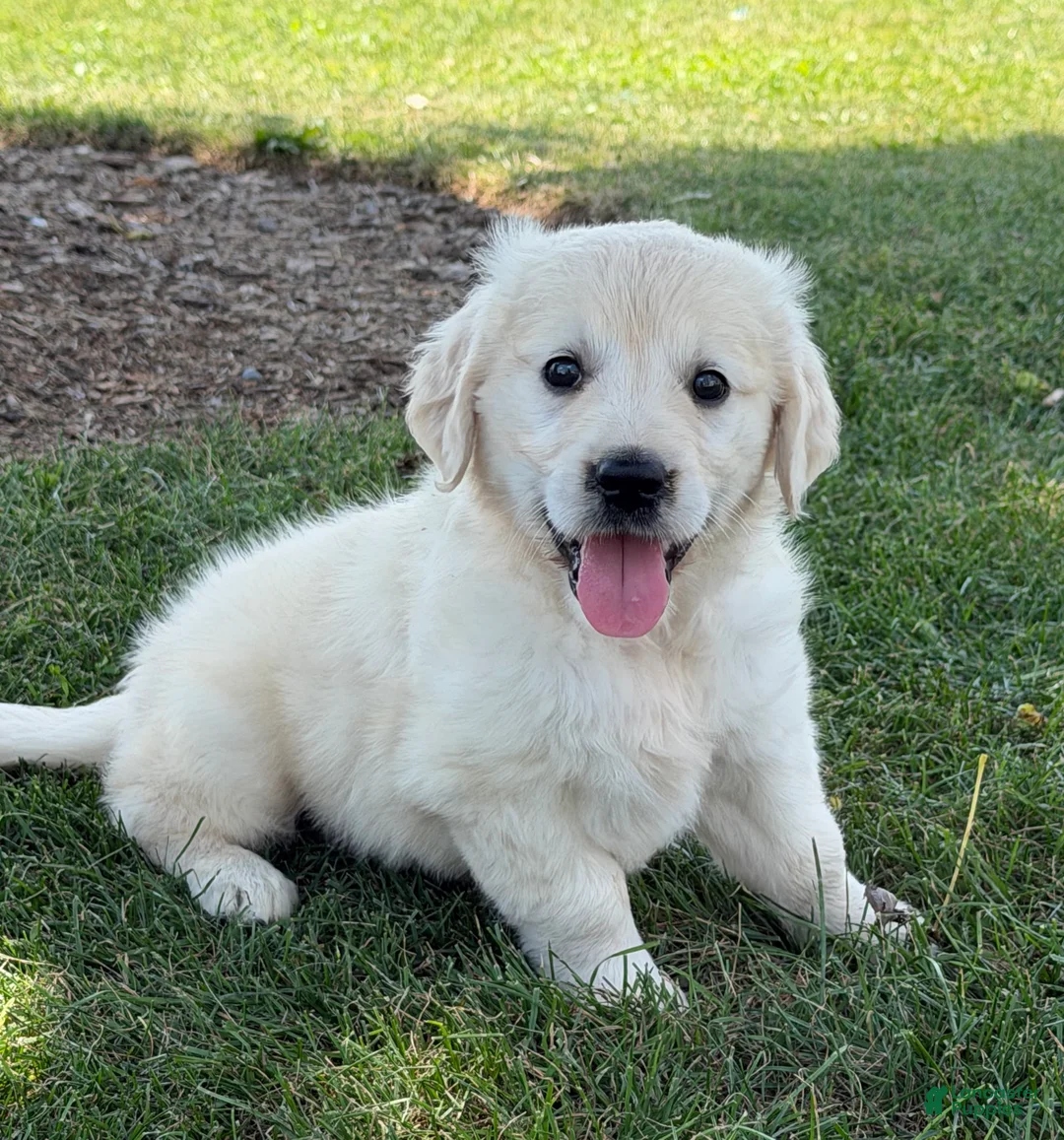 Golden Retriever dogs for sale: Pickles - Ad 2