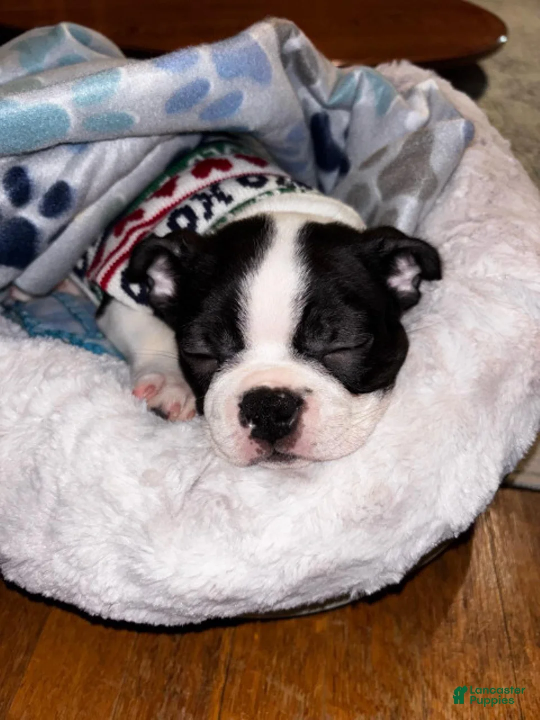 Gallery Image {{count}}