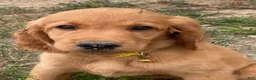 Mixed Breed dogs for sale: Sasha - Ad 1