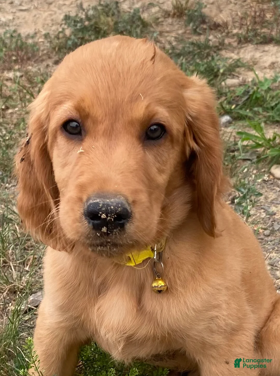 Mixed Breed dogs for sale: Sasha - Ad 1