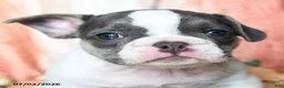French Bulldog dogs for sale: Harrison - Ad 3