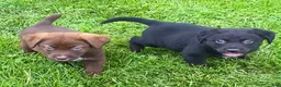 Mixed Breed dogs for sale: Ruby - Ad 3