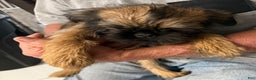 Brussels Griffon dogs for sale: Shadow  - Ad 7
