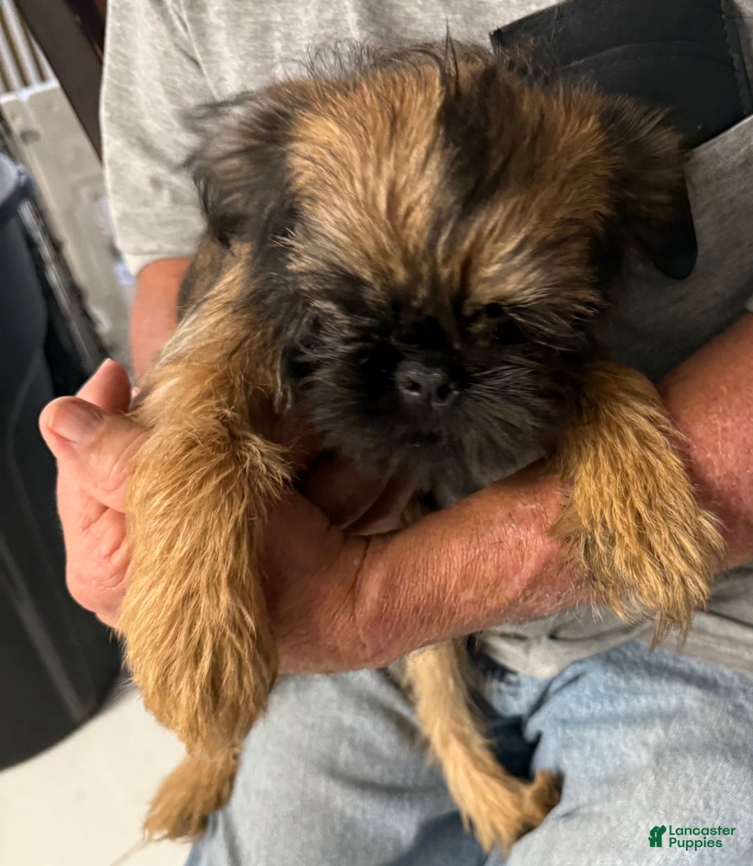 Brussels Griffon dogs for sale: Shadow  - Ad 7