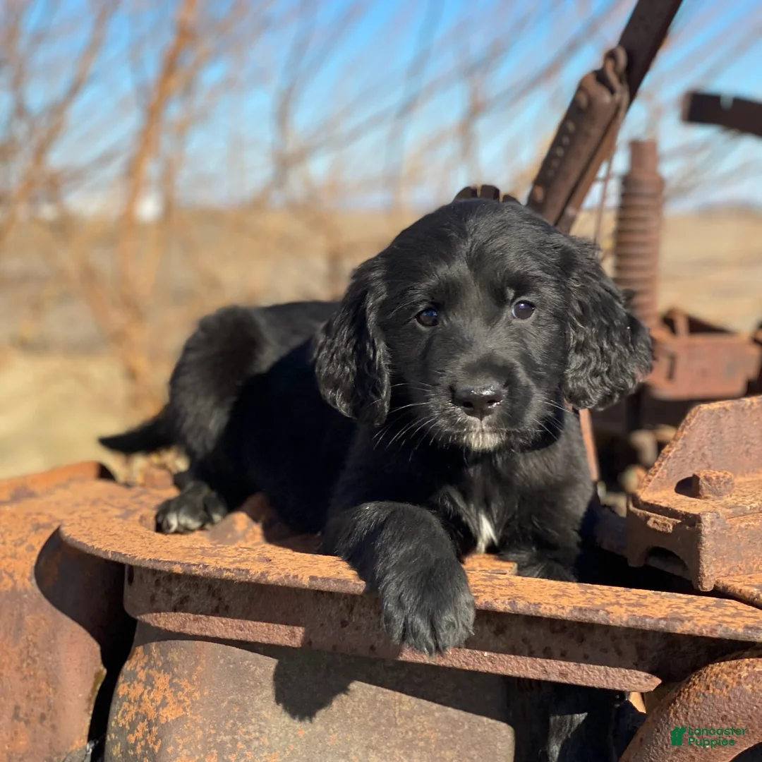 Mixed Breed dogs for sale: Bear - Ad 3