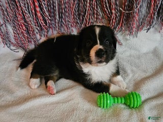 Australian Shepherd dogs Ocean - Ad 6