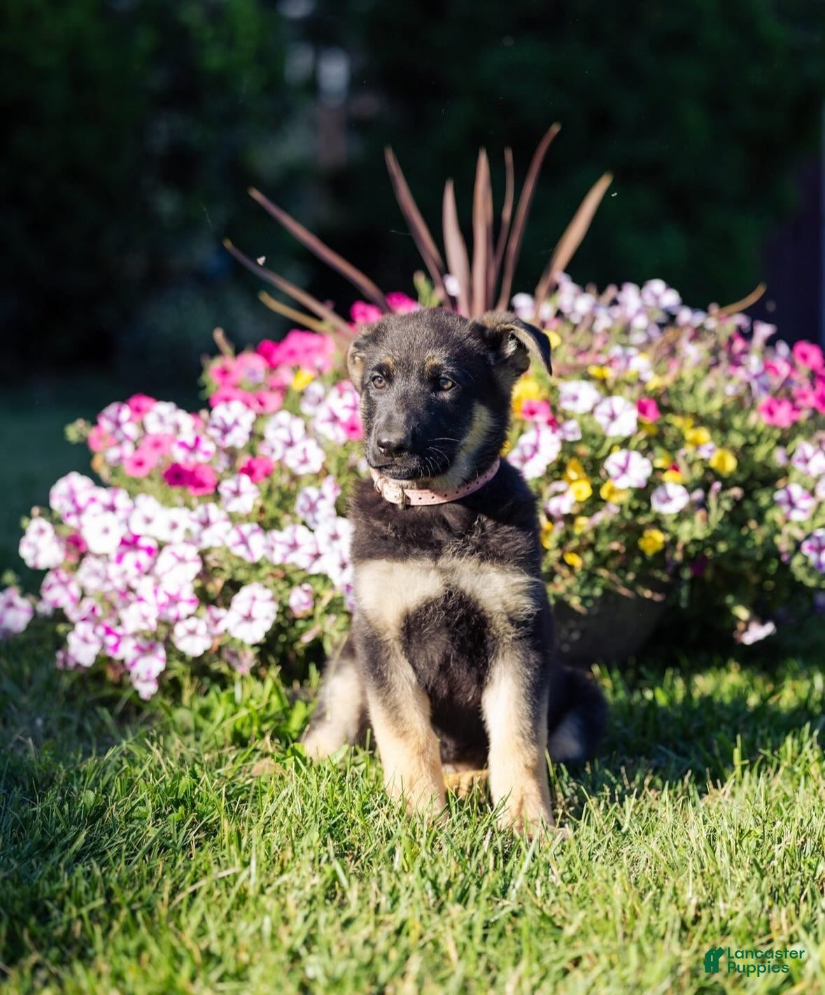 German Shepherd dogs Sable - Ad 1