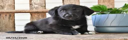 Mixed Breed dogs for sale: Scott - Ad 1