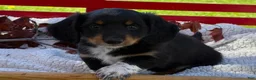 Miniature Dachshund dogs for sale: Baxter - Ad 12