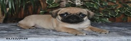 Puggle dogs for sale: Owen - Ad 1