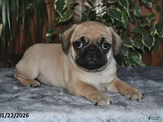 Puggle dogs Owen - Ad 20