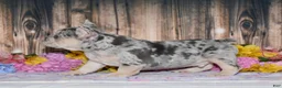 French Bulldog dogs for sale: Tenson - Ad 4