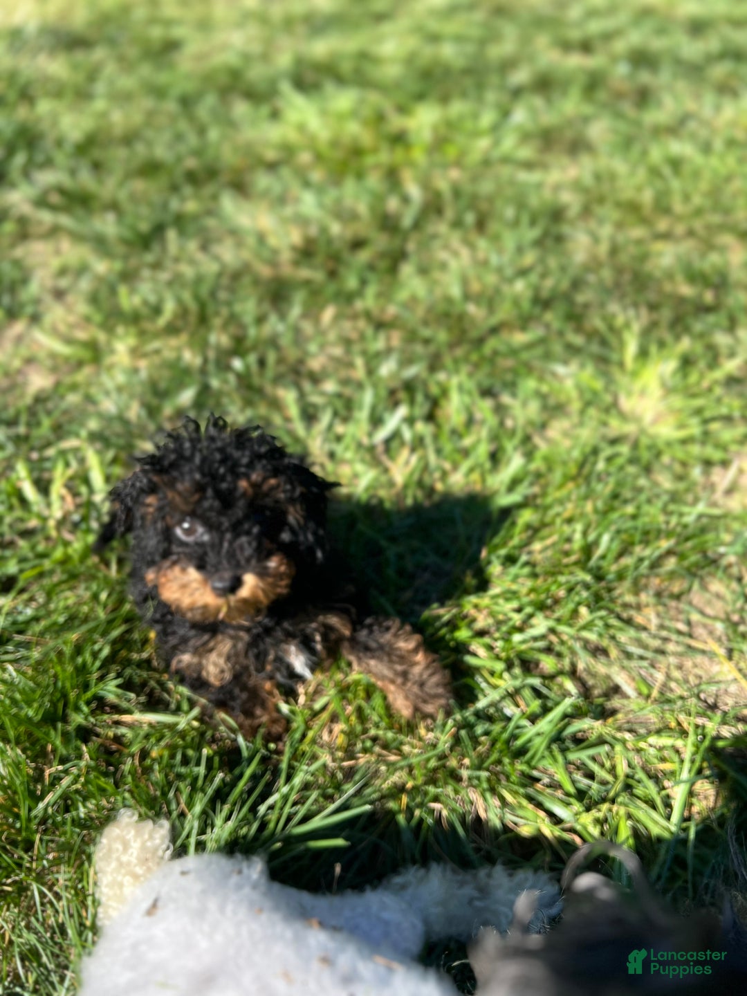 Toy Poodle dogs for sale: Toy Poodle Puppy 1 - Ad 2