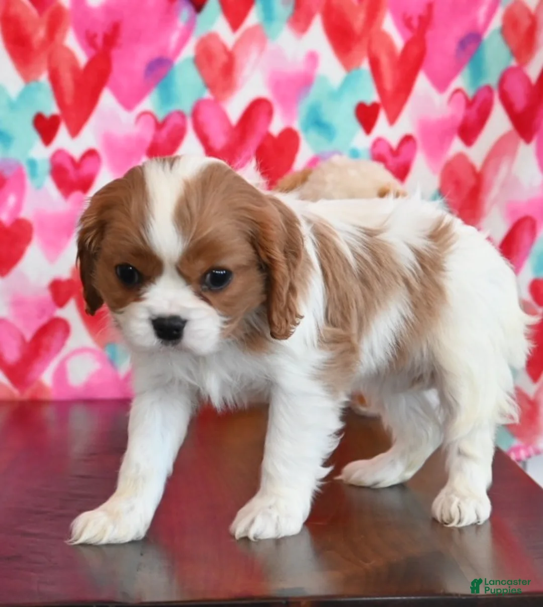 Cavalier King Charles Spaniel dogs for sale: Carrie - Ad 4