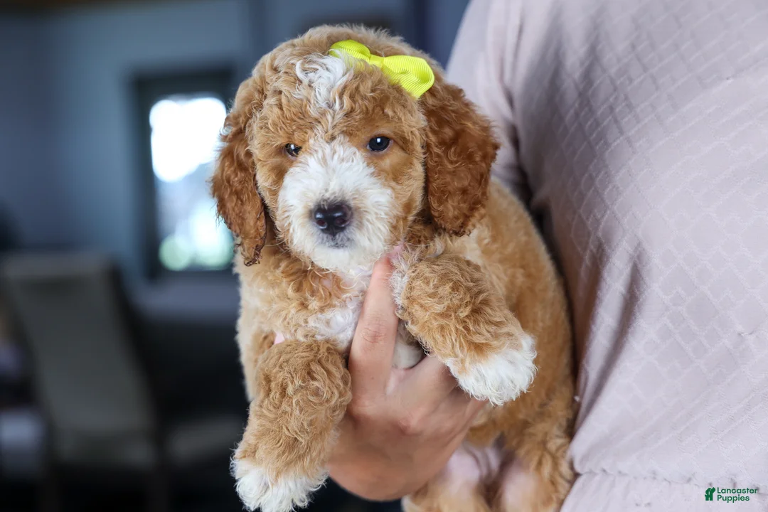 Mini Goldendoodle dogs for sale: 🐾 Meet Nova – F2B Mini Goldendoodle Puppy 🐾 - Ad 2