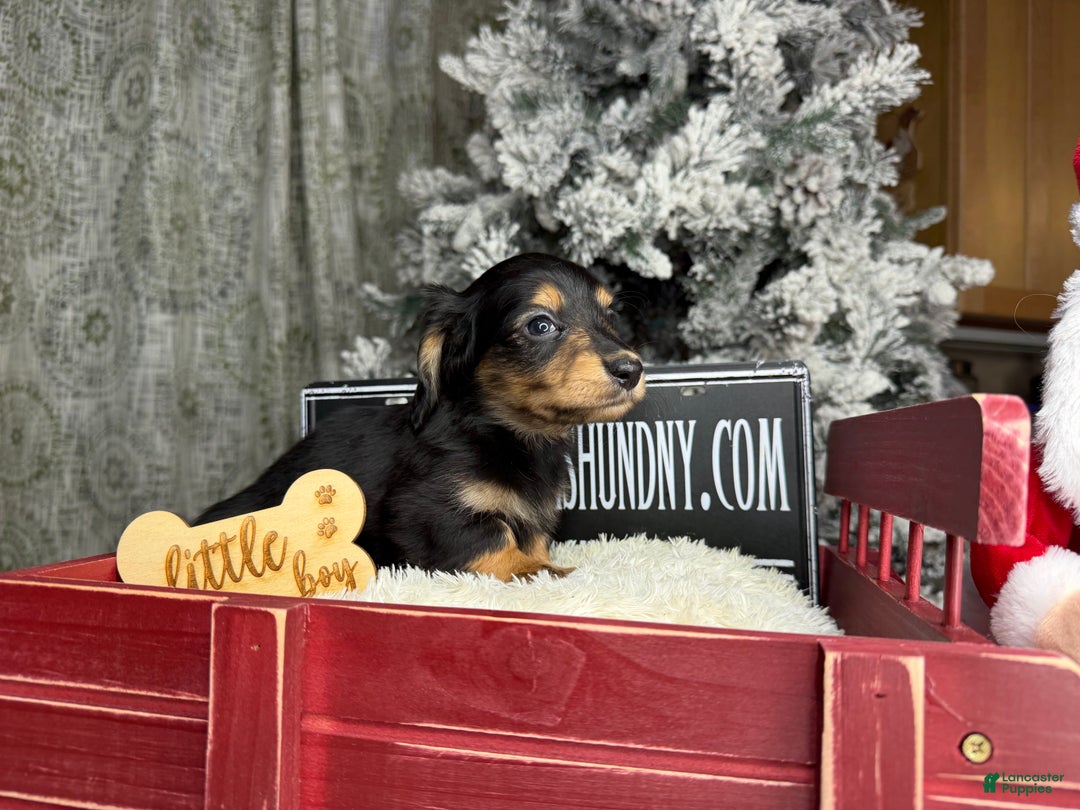 Miniature Dachshund dogs for sale: Import Akc PRA clear - Ad 8