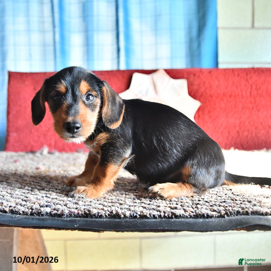 Mixed Breed dogs Nicky - Ad 2