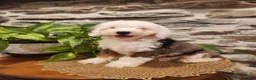 Mini Bernedoodle dogs for sale: ESME - FEMALE Mini Bernedoodle 4 - Ad 3