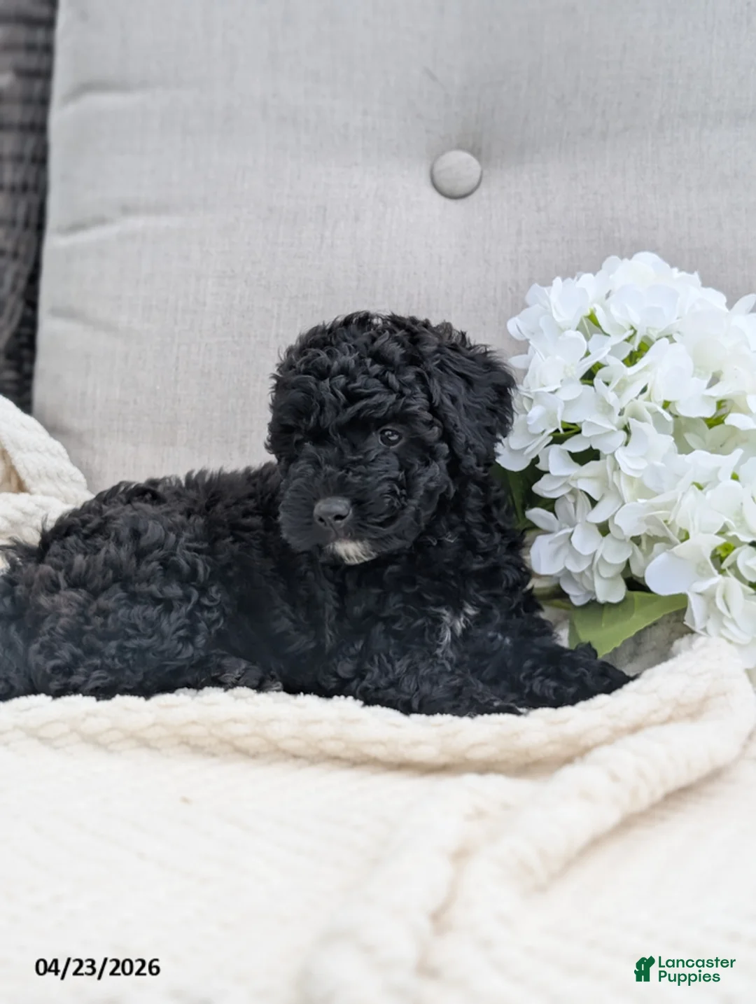 Whoodle dogs for sale: Wendy - Ad 4