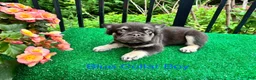 French Bulldog dogs for sale: Fluffy Blue Collar Boy - Ad 16