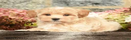 Maltipoo dogs for sale: Lucas - Ad 5