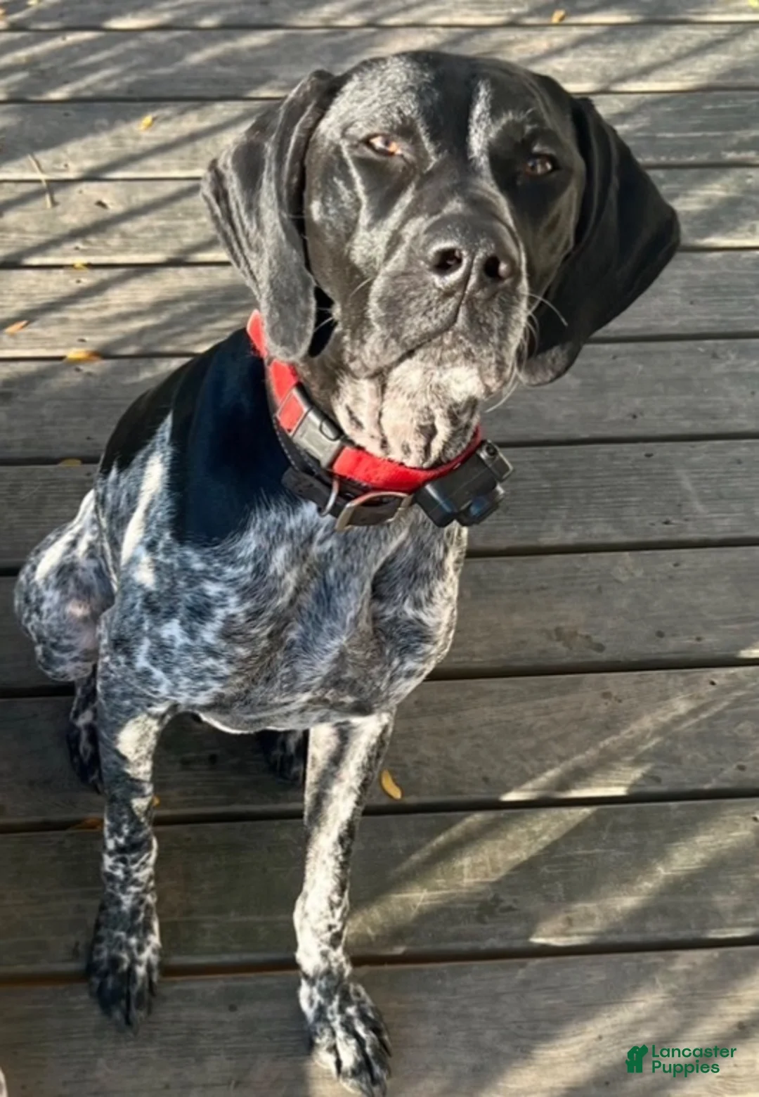 German Shorthaired Pointer dogs for sale: Robin - Ad 3