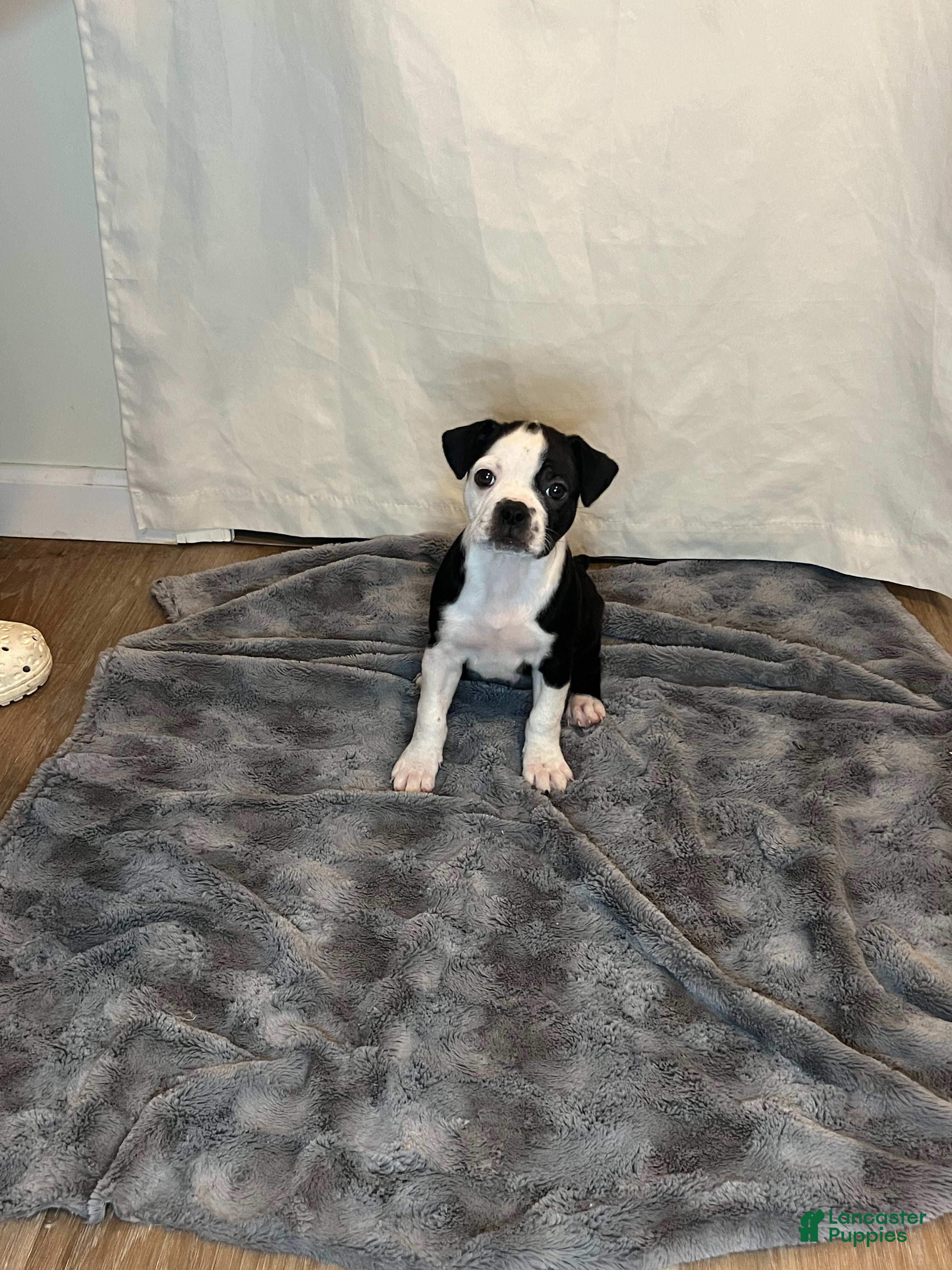 Boston Terrier dogs for sale: oreo - Ad 4