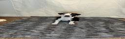 Boston Terrier dogs for sale: oreo - Ad 1