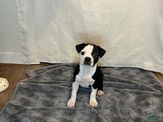 Boston Terrier dogs for sale: oreo - Ad 4