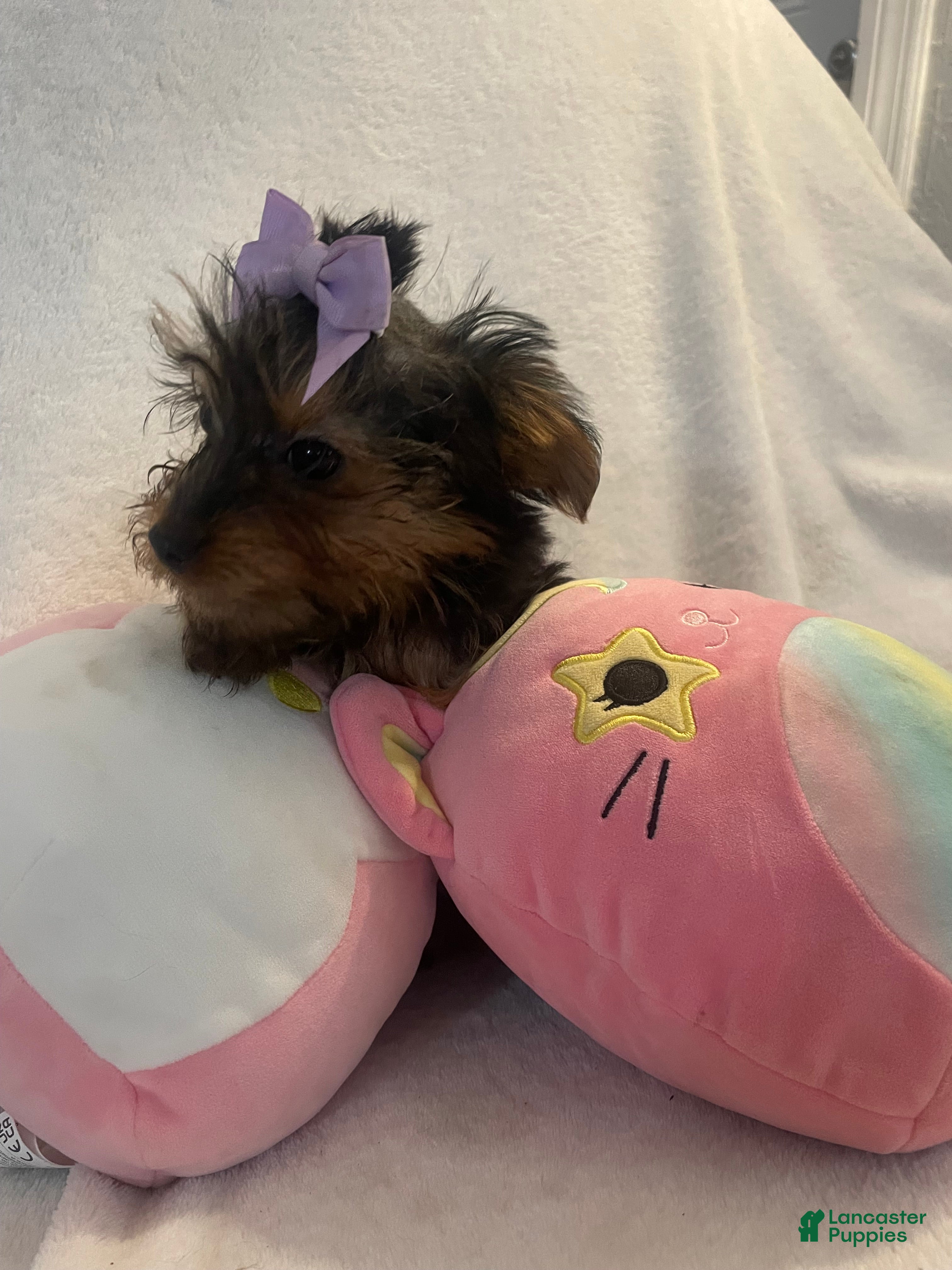 Yorkshire Terrier dogs Yorkshire Terrier 1 - Ad 2
