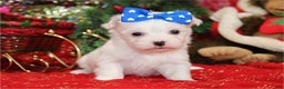 Maltese dogs for sale: Maltese Puppy 1 - Ad 2