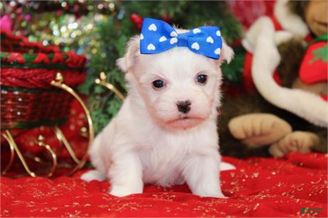 Maltese dogs for sale: Maltese Puppy 1 - Ad 2