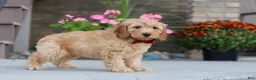 Miniature Labradoodle dogs for sale: Jasper - Ad 5