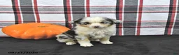 Mini Aussiedoodle dogs for sale: Dora - Ad 2