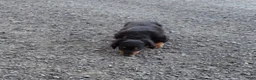 Miniature Dachshund dogs for sale: Thunder - Ad 5