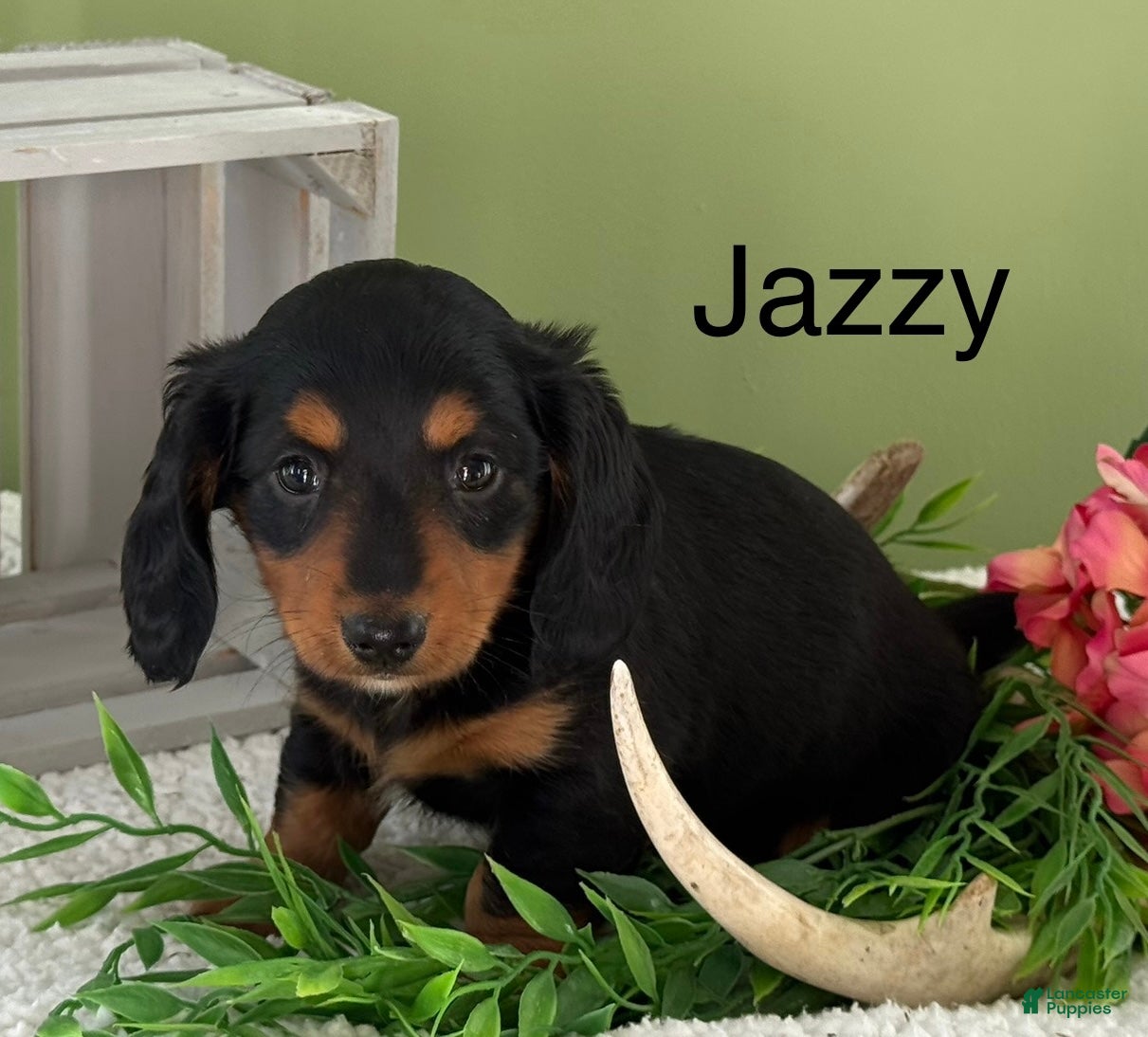 Miniature Dachshund dogs Jazzy - Ad 36